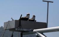 Ospreys on platform at end of Scripps Pier.