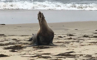 A sea lion suffering from domoic acid poisoning. Photo: Peter Wallerstein/Marine Animal Rescue.