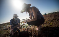 Researchers collect seaweed at the tide pools