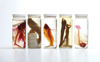Organisms from the Oceanographic Collections