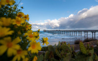 A pier over the ocean in the bakground with yellow flowers and cacti in the foreground