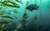 A giant sea bass swims near a kelp forest