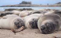 A group of sleeping 2-month-old northern elephant seals on the beach at Año Nuevo State Park, California.