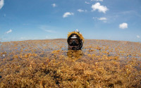 Astrid Hsu in the middle of a sargassum raft off the coast of Cancun, Mexico on an expedition to understand how blooms of sargassum are impacting the local ecology and tourism economy. Photo taken by Octavio Aburto.