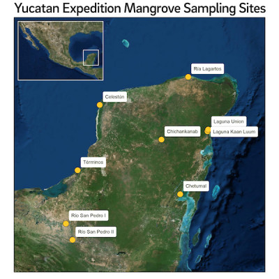 A map of the Yucatan Peninsula with 9 marked sampling sites for a mangrove study