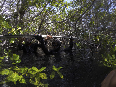 A researcher in the water collects a sediment core from a mangrove forest.