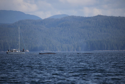 A whale surfaces near a sail boat