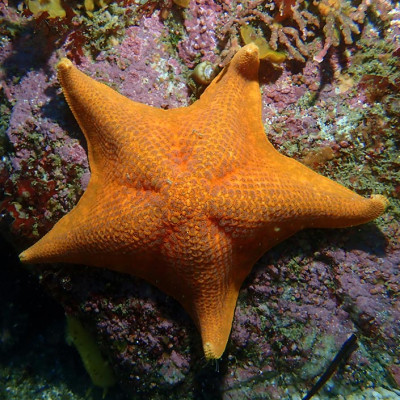 An orange bat star in the ocean