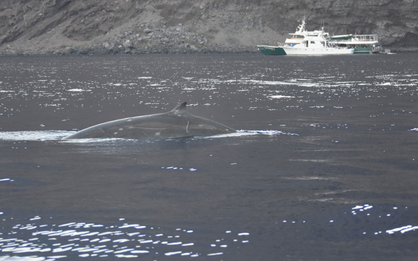 A beaked whale surfaces near cage diving boat Solmar V, which does not use ultrasonic antifouling equipment. Photo: Gustavo Cárdenas-Hinojosa