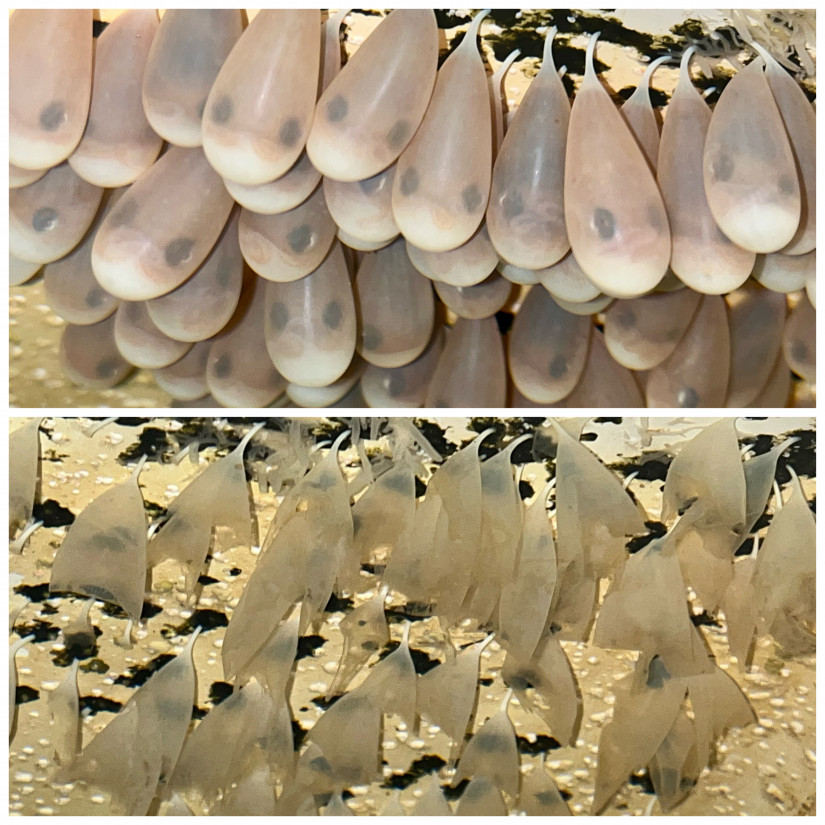 Octopus eggs before (top) and after hatching. Photo: Adi Khen