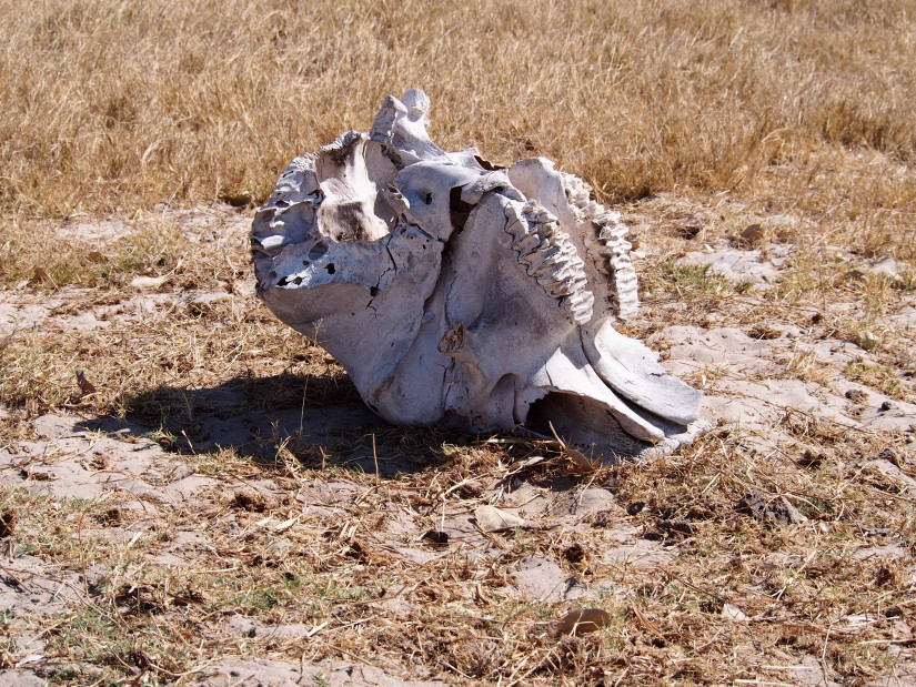 Elephant skull at one of the study sites