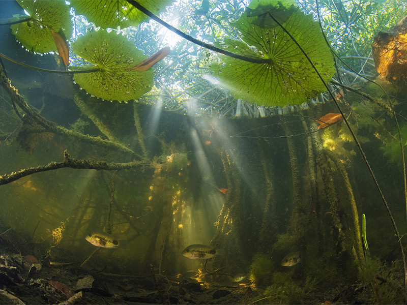 Hidden Mangrove Forest in the Yucatan Peninsula from below the waterline.