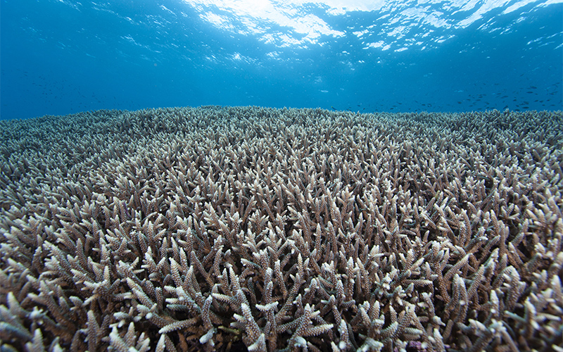 A stretch of bleached white coral under sparkling blue water.