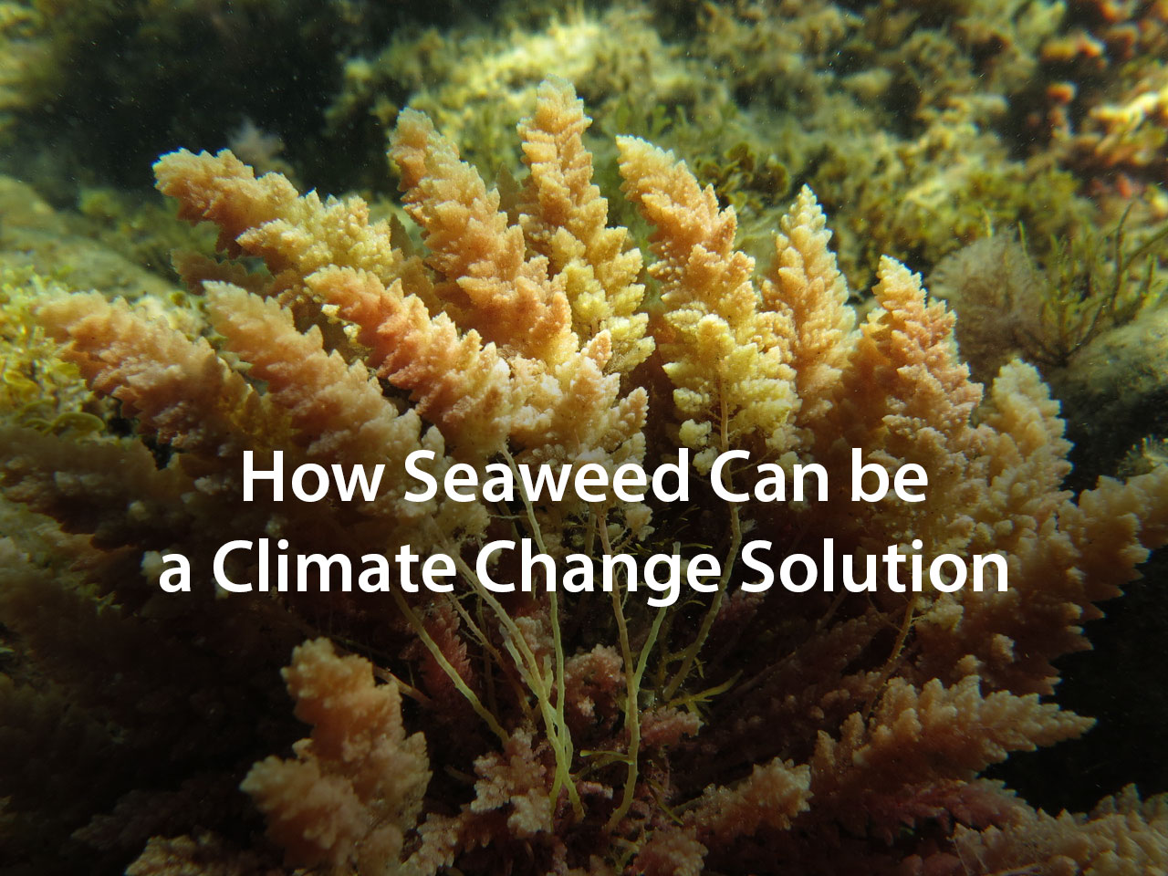 How Seaweed Can Be a Climate Change Solution