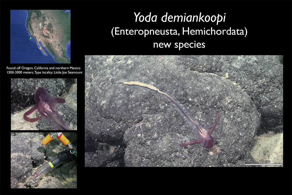 A compilation image of Yoda demiankoopi, a newly described species of deep-sea acorn worm. 