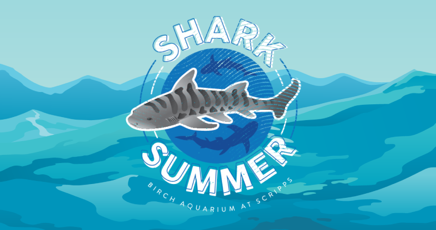 shark summer logo