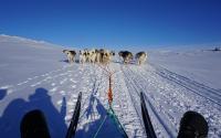 Dogs pulling sled on Greenland snowfield. Photo: Calvin Shackleton