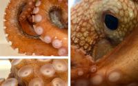 Adi Khen's octopus