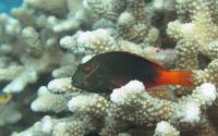 Arc-eye hawkfish on a reef in the South Pacific. PC: Brian Zgliczynski