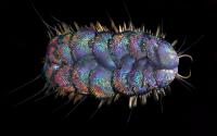 Iridescent P. orphanae scale worm by Greg Rouse