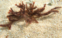 The seaweed Digenea simplex on the beach.