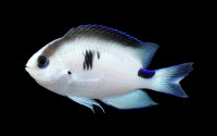 An opalescent fish with a black spot