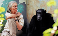 A woman and a chimpanzee