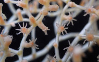 Close-up image of bamboo coral Acanella arbuscula