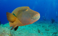 A Napoleon wrasse underwater in Palau.