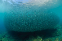 Aggregation of sardine in Gulf of California