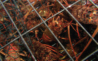 Lobsters in cage