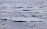 Penguins on Southern Ocean sea ice