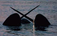 Narwhals in the Ocean