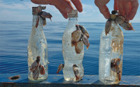 Plastic bottles with marine life on them in front of the ocean