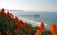 Bright red flowers on a hillside with a pier and the ocean visible in the background