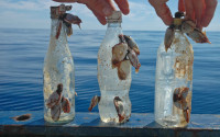 Debris collected from SEAPLEX cruise to survey Great Pacific Garbage Patch, 2008