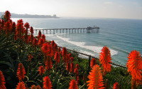 A research pier and the ocean with red flowers in the foreground