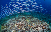 School of fish over a coral bed underwater