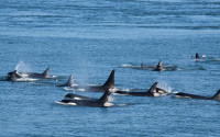 A pod of Southern Resident orcas in British Columbia, Canada. Photo:cullenphotos/iStockPhoto