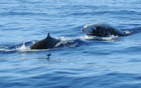 A pair of Cuvier's beaked whales