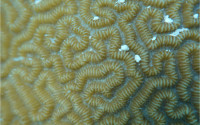 Biomimetic coral tissue 3-D printed by researchers