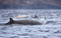 Cuvier’s beaked whales comprise one of 24 known species of beaked whales worldwide.  Photo: Gustavo Cárdenas-Hinojosa