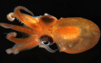 Bigeye octopus hatchling. Photo: Greg Rouse