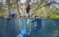Researchers collect a sediment core from a mangrove forest