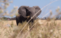 Elephant in Moremi Game Reserve in Botswana, Africa