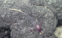 A newly identified species of deep-sea acorn worm