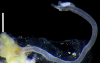 osedax worm