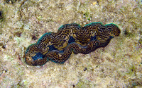 A giant clam, Tridacna crocea, burrows into the solid carbonate rock made by tropical reef corals. 