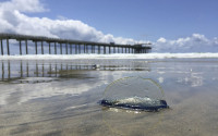 Blue blob washed up on California beach is a Velella velella.