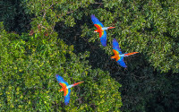 Macaws in the Amazon rainforest. Photo: Ricardo Stukert/iPhoto